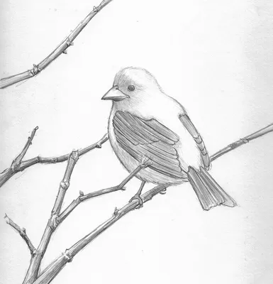 Птицы срисовать - картинки и фото poknok.art