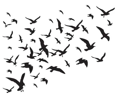 Набор Маленьких Песенных Птиц Изолированных На Белом Фоне — стоковые  фотографии и другие картинки Птица - iStock