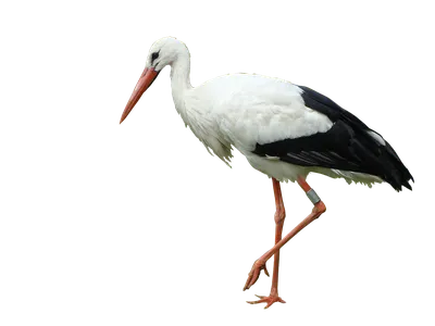 Перелетные птицы на белом фоне - картинки и фото poknok.art