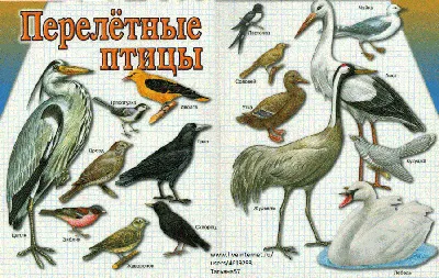 Какие птицы прилетают весной: 15 видов с фото | Маленькие открытия | Дзен