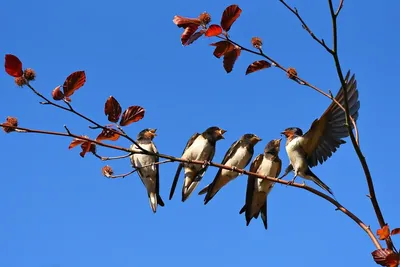 Какие птицы прилетают в марте, и что за обычаи, связанные с их  возвращением, есть в нашей культуре? | Пикабу