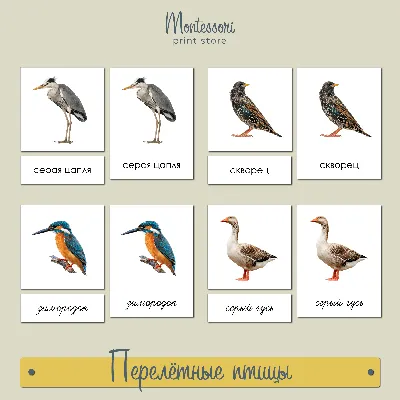 Трехчастные карточки Перелетные птицы России - карточки Монтессори купить и  скачать