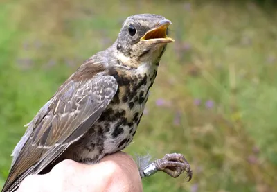 Вымирающие виды птиц - птичка акикики может полностью исчезнуть | РБК  Украина