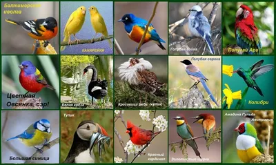Каких птиц можно встретить в Москве и где их искать? Объясняет орнитолог -  Афиша Daily