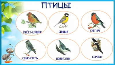 15 января — Всероссийский день зимующих птиц!