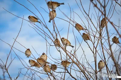 Более тысячи птиц погибли за один день из-за столкновения со зданием в  Чикаго | Ветеринария и жизнь