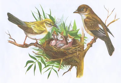 Картинки птицы весной для детей