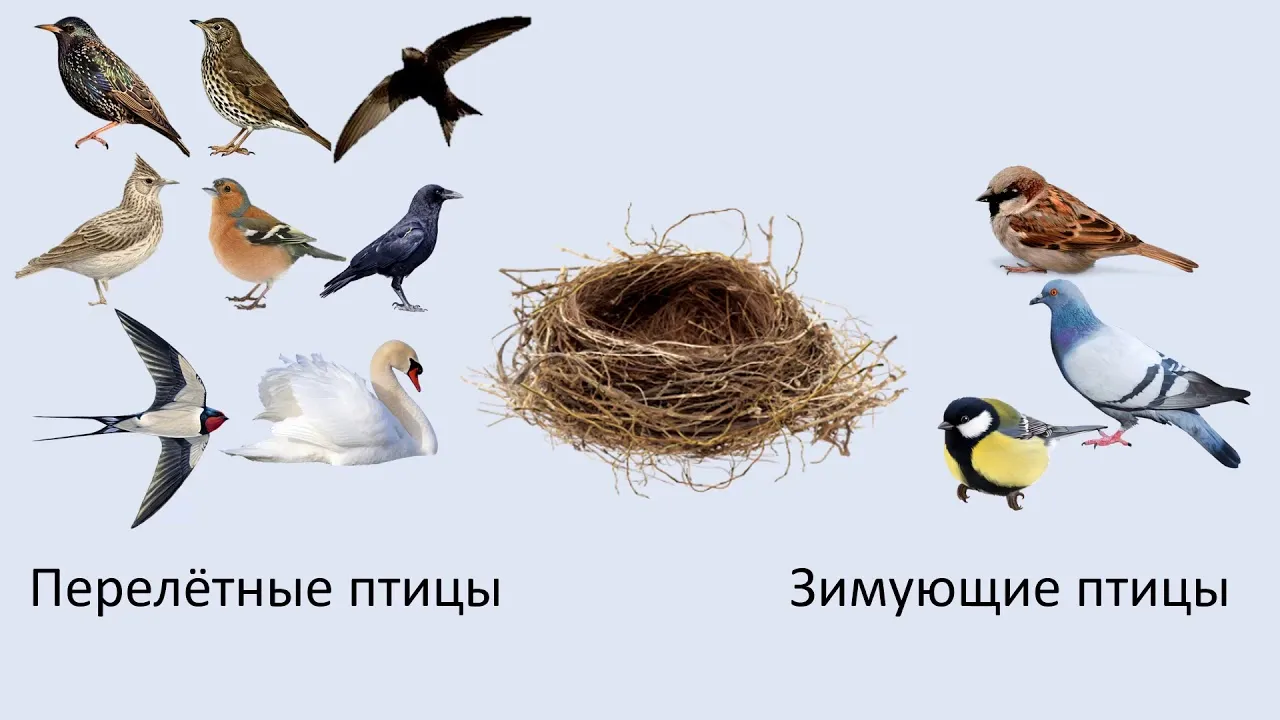 Птицы вестники весны. Весенние птицы картинки с названиями. Птицы видео для детей. Птицы прилетающие весной в Сибирь.