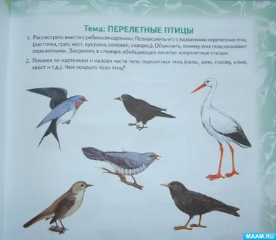 Наши весенние птицы – Новости Узбекистана – Газета.uz