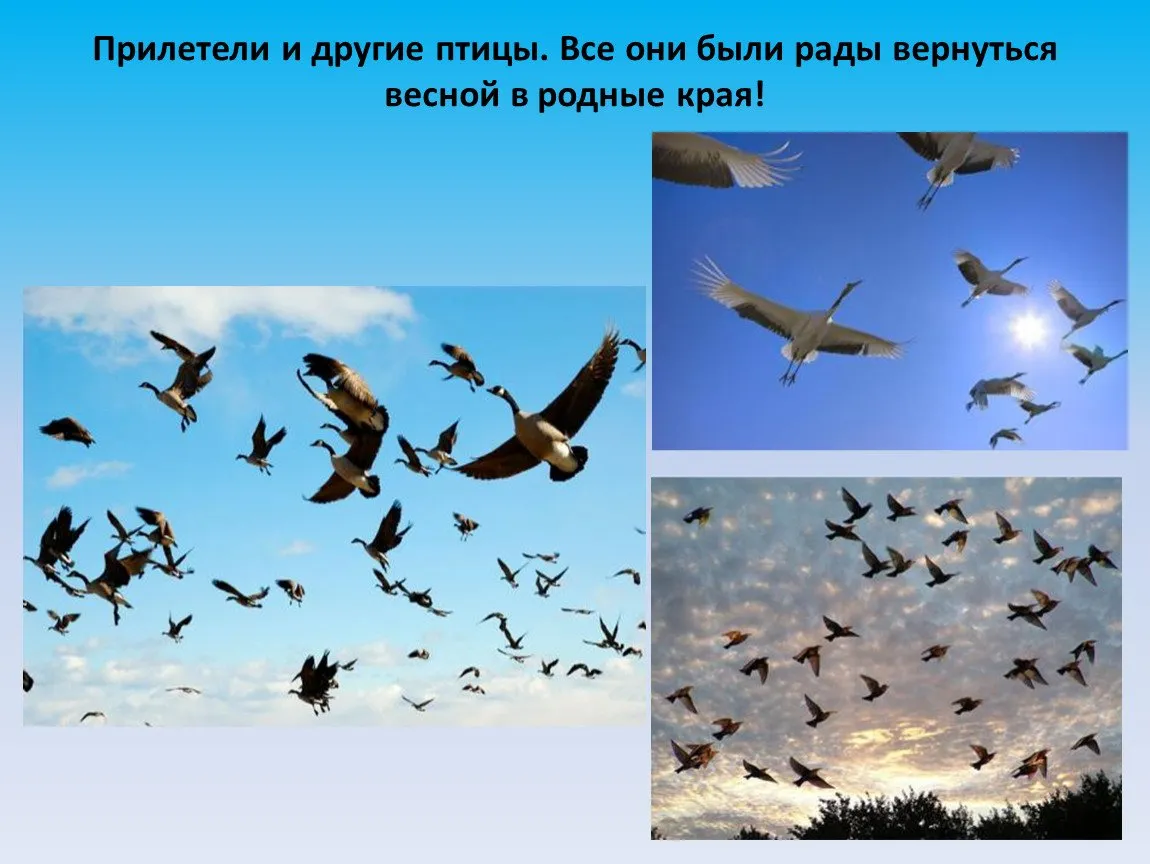 Изменения в жизни птиц весной. Птицы прилетели. Прилетают перелетные птицы. Перелетные птицы весной. Прилетные птицы весной.