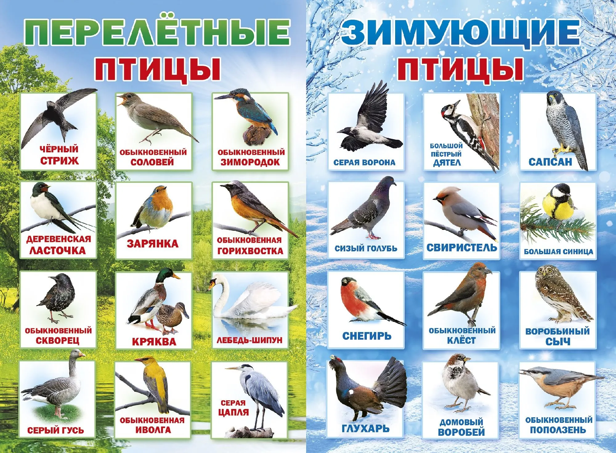 Картинка зимующие птицы для детей на прозрачном фоне