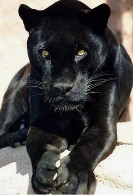 Пума кошка черная и белая - картинки и фото koshka.top