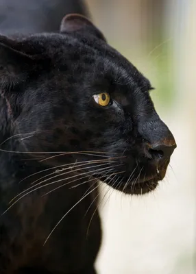 Настольный компьютер Puma 1080p, черная пантера, млекопитающее, вымышленные  персонажи, кошка png | PNGWing