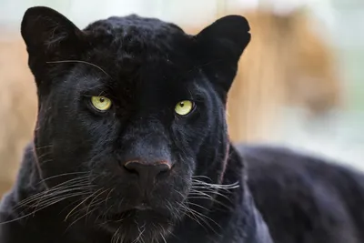 Черная пантера Пума Леопард Ягуар Гепард, Черная Пума, млекопитающее,  животные, кошка png | Klipartz