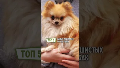 Уход за шерстью маленьких пушистых собак: той-пуделей, мальтезе,  йоркширских терьеров - Питомцы Mail.ru