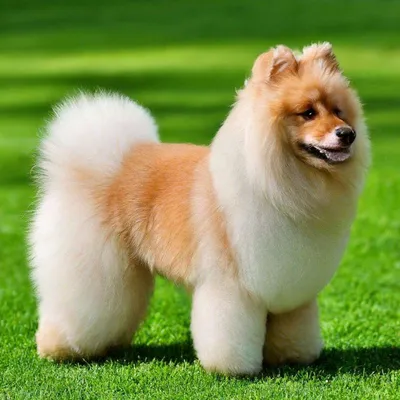 Пушистые породы собак - названия и фото, самые пушистые собаки | Pet-Yes