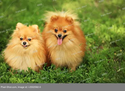 Кудрявые собаки: Топ-25 пород маленьких и больших кучерявых собак
