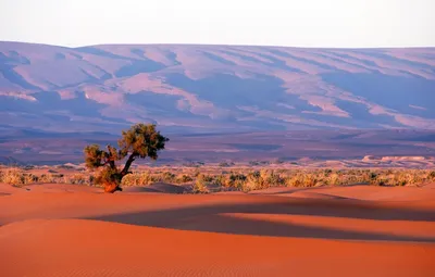 Пустыни: загадки природы. Что такое пустыни и как они образуются? | Валера  Самойлов | Дзен