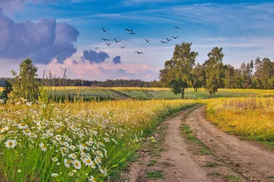 Заставка на рабочий стол - лето, природа, цветы