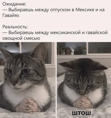 рабочий день коты｜Поиск в TikTok