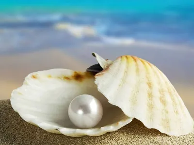 морские ракушки на берегу моря Стоковое Изображение - изображение  насчитывающей лето, океан: 224004141