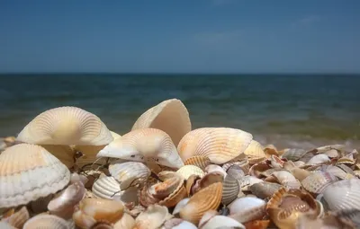 морские ракушки на берегу моря в португалии пляж Praia-da-ilha Deserta  Стоковое Фото - изображение насчитывающей рыбы, каждо: 221717370