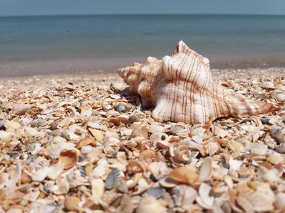 морские ракушки на берегу моря в португалии пляж Praia-da-ilha Deserta  Стоковое Фото - изображение насчитывающей пляж, зодчества: 221717368