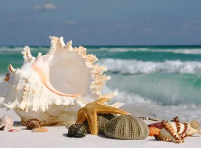 Ракушек, на берегу моря. Волны моря. Стоковое Изображение - изображение  насчитывающей цвет, цветасто: 186272215