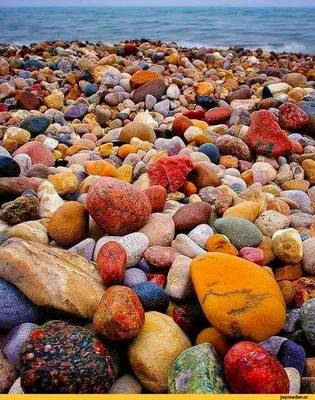 Ракушки на берегу чёрного моря Stock Photo | Adobe Stock