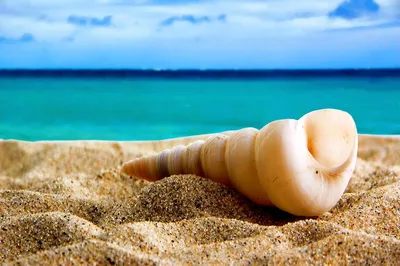 Ракушки на песчаном берегу моря крупным планом | Премиум Фото