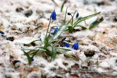 Фон рабочего стола где видно синий подснежник под снегом, ранняя весна,  цветы, природа