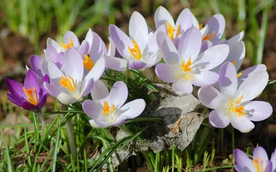 Природа, Весна - Красивые Бесплатные фото обои для рабочего стола windows  #87