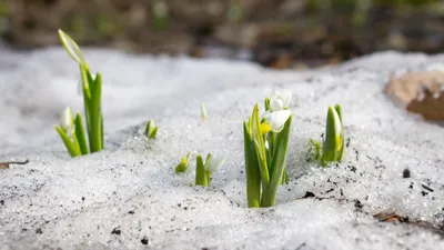 Ранняя Весна Обои - картинки на рабочий стол, картинка 768x1280 (Android)