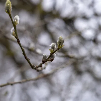 Слишком ранняя весна — Блог фотографа Ильи Гарбузова.