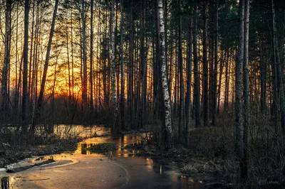 Картинка Ранняя весна на лесной речке » Весна » Природа » Картинки 24 -  скачать картинки бесплатно