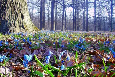 Купить картину Ранняя весна в лесу в Москве от художника Беликов Василий