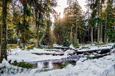 Ранняя Весна в лесу - фото и картинки: 33 штук