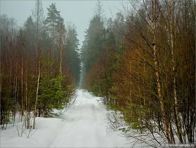 Пейзаж. Рання весна в лесу у ручья - Бялыницкий-Бируля В.К. Подробное  описание экспоната, аудиогид, интересные факты. Официальный сайт Artefact