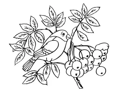 Рисунок на тему птицы (49 фото) » рисунки для срисовки на Газ-квас.ком
