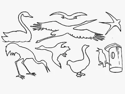 Конспект занятия по рисованию «Птичка на ветке» (старшая группа) (2 фото).  Воспитателям детских садов, школьным учителям и педагогам - Маам.ру