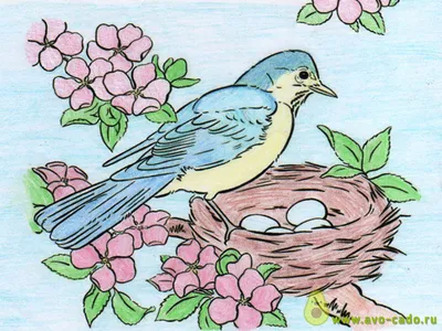раскраски для детей с изображениями птиц раскраски с животными и птицами