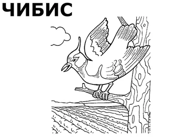Волшебная птица рисунок детский (47 фото) » рисунки для срисовки на  Газ-квас.ком