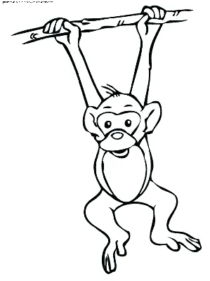 Раскраска Обезьяна на ветке | Раскраски обезьянки. Раскраска обезьяна для  детей