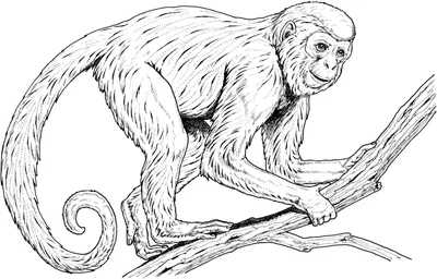 Обезьянка (Monkey) | Раскраска для детей: 31 разукрашка распечатать  бесплатно