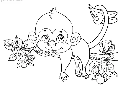 Раскраска Обезьянка на ветке | Раскраски обезьянки. Раскраска обезьяна для  детей