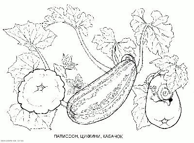 Раскраска Овощи, фрукты, ягоды - скачать бесплатно