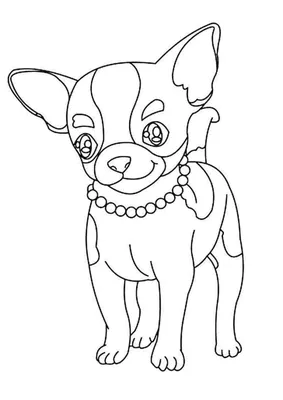 Раскраска собаки чихуахуа. Раскраска собаки Чихуахуа. Красивые раскраски.