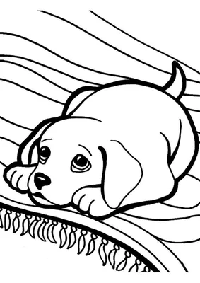 Раскраска Шарпей | Раскраски собак, рисунки собак, картинки собак