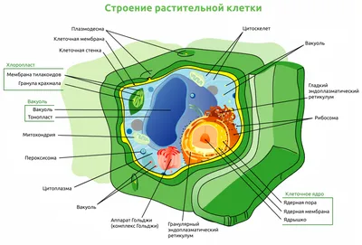 Модель-аппликация “Классификация растений и животных” | Лаборатории под ключ