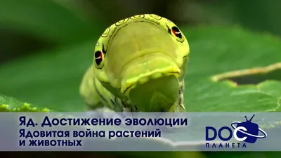 Растения и грибы в России приравняли к животным